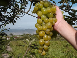 Los viñedos